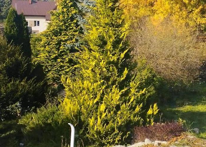 Bocian&kot Blotnica (Kolobrzeg)